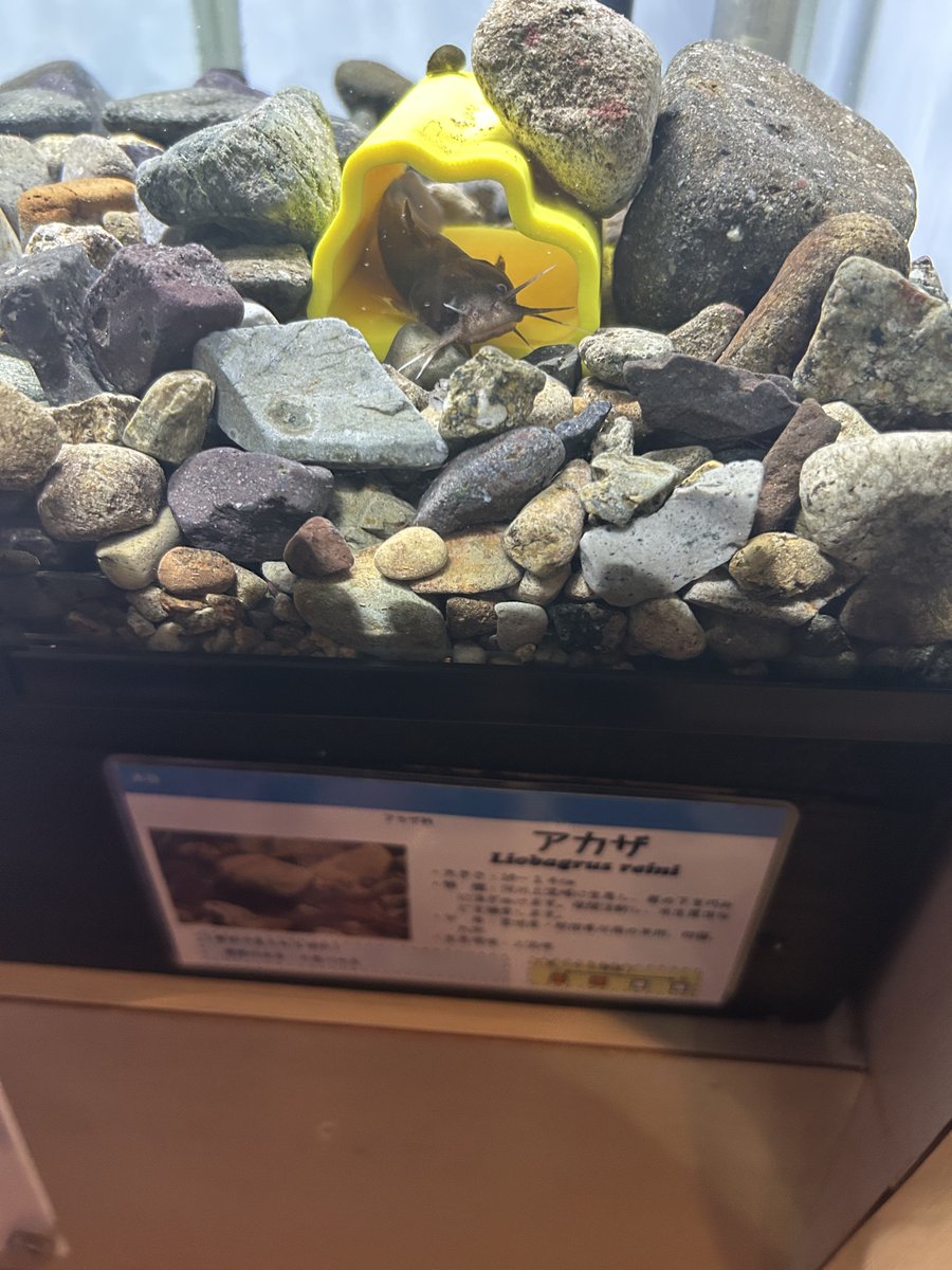 猗窩座殿が何か別の生き物になるような…