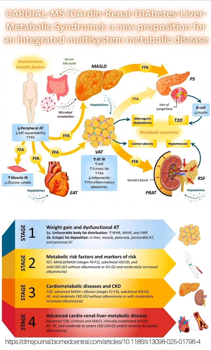 The CARDIAL-MS (CArdio-Renal-DIAbetes-Liver-Metabolic Syndrome).