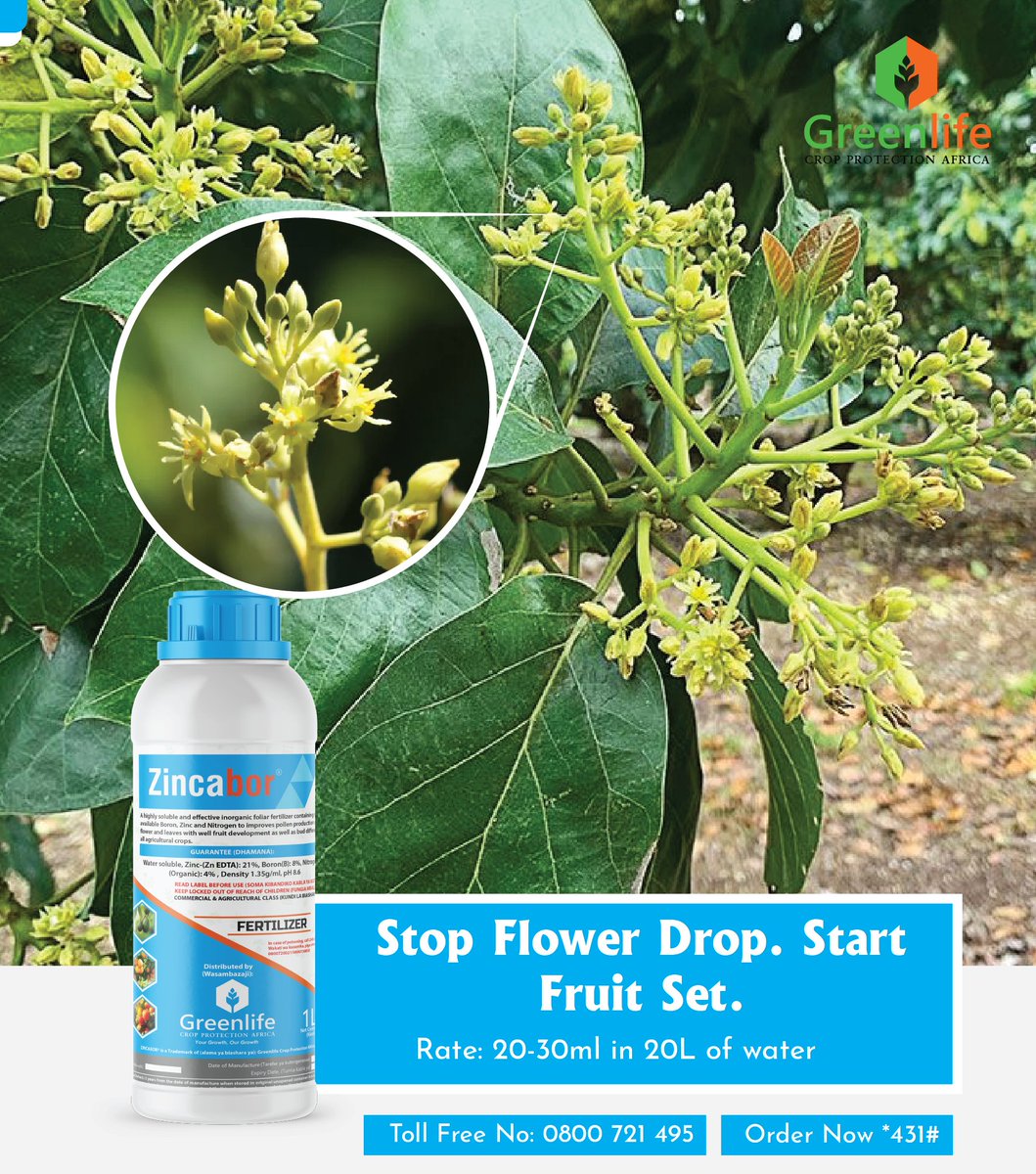 Are your crops shedding flowers and buds when they should be turning them into fruit?
That’s a classic sign of nutrient deficiency at the most crucial stage.
ZINCABOR is your targeted solution packed with Boron, Zinc, and Nitrogen to keep flowers intact, boost pollen strength,