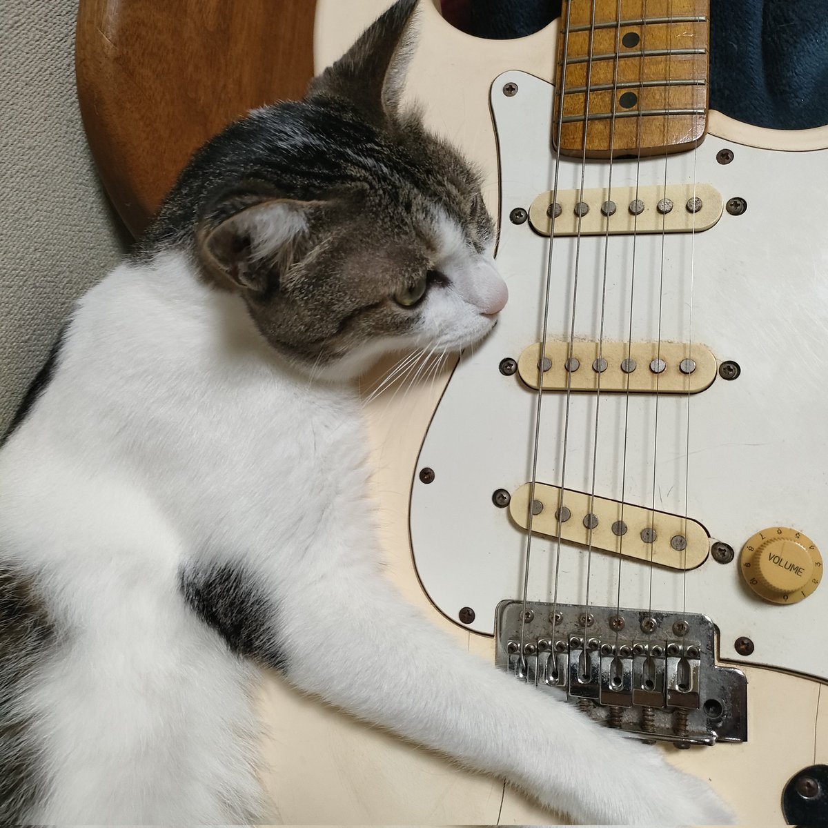 koji_FlyingV's tweet photo. ひんやりするらしい https://t.co/MBoSYrDXC6