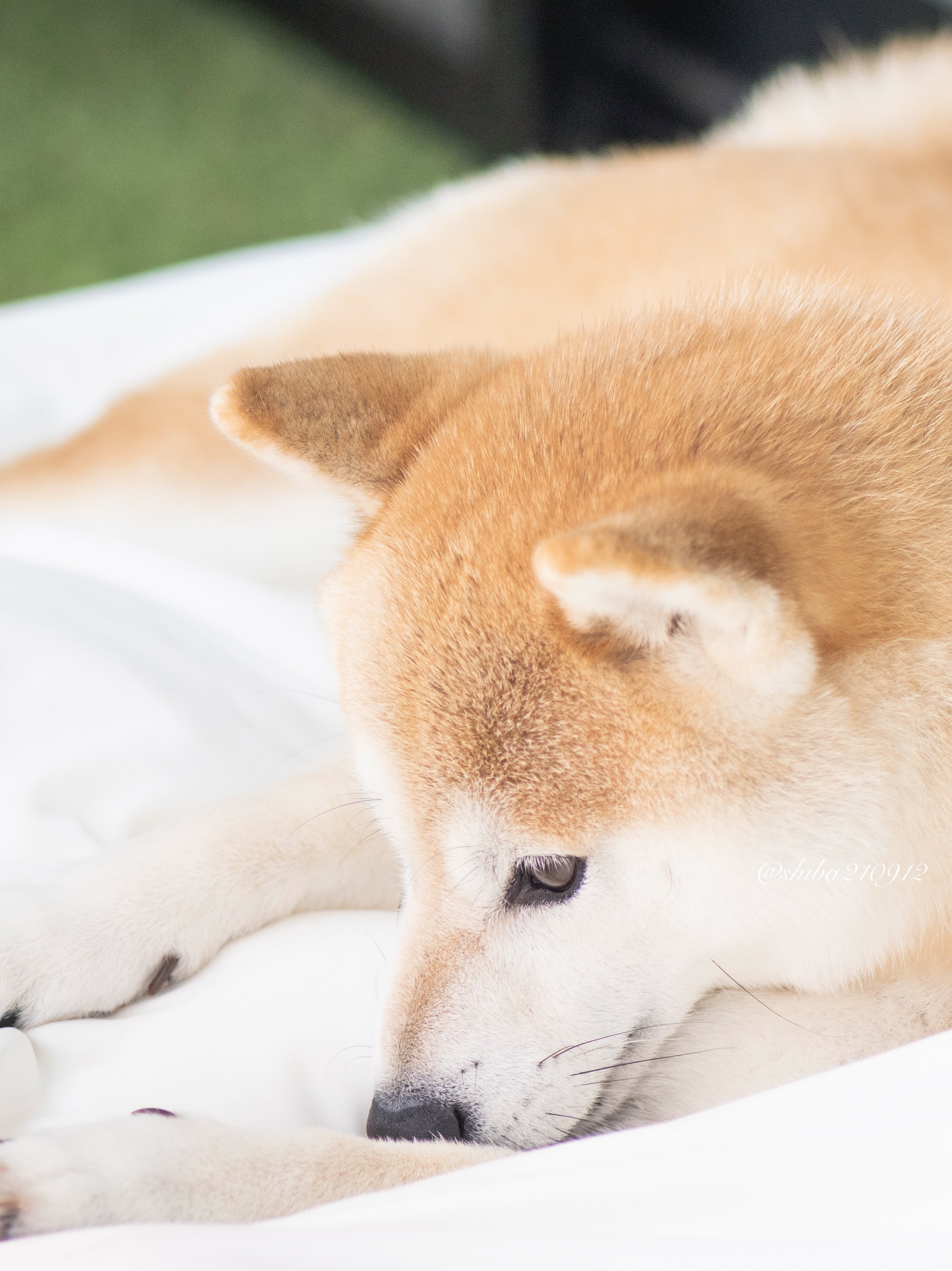 柴犬もも (@shiba210912) / X