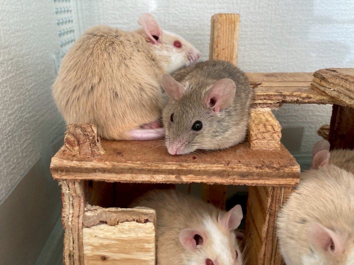 kaiyo様ヤワゲネズミss10匹マウスL20匹ラットS 10匹M10匹オマケ付 kaiyo様ヤワゲネズミss10匹マウスL20匹ラットS 10匹M10匹オマケ付