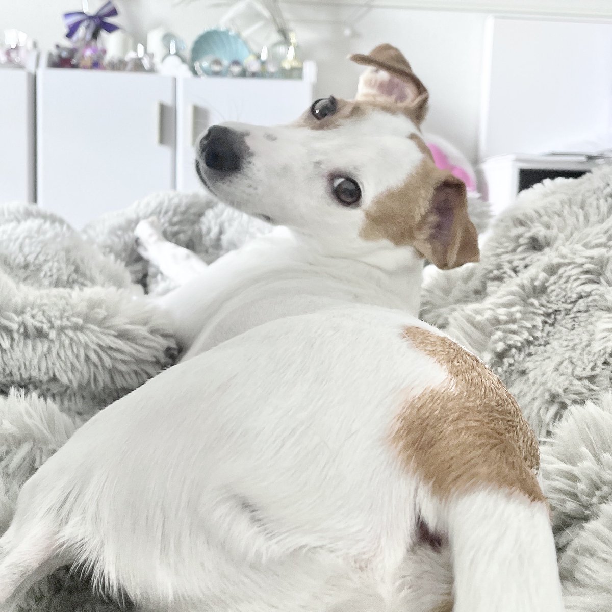 ダイナミック犬