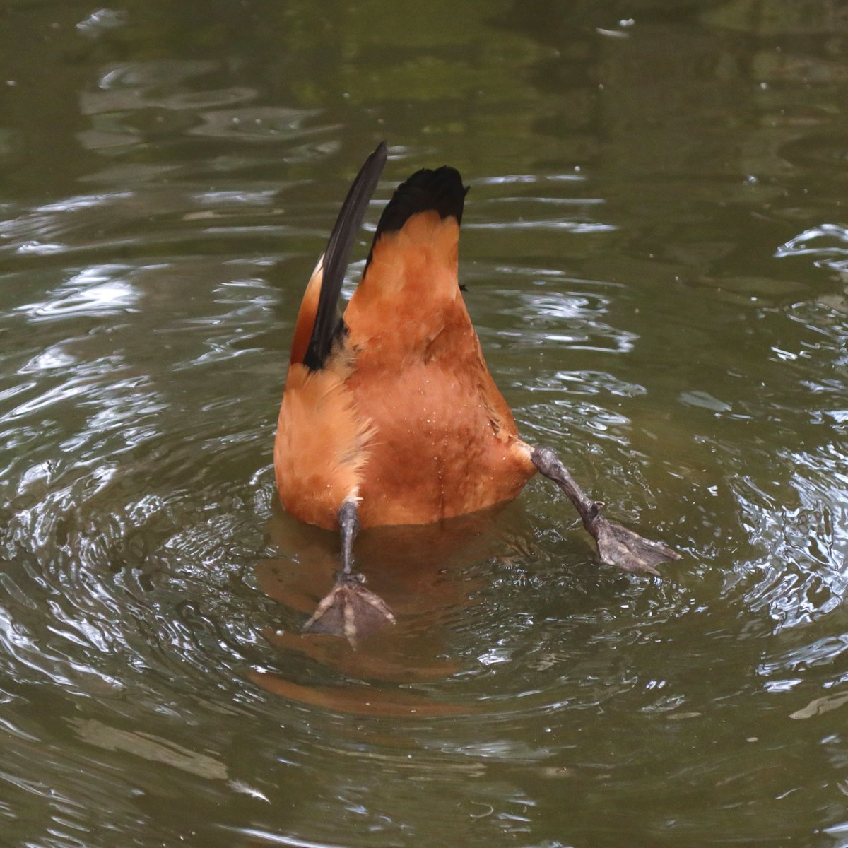 ありがとう いいおしりです

#アカツクシガモ