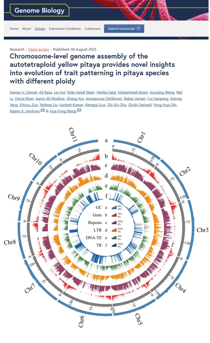 MU_CCFI_Biotech's tweet photo. Ever wonder why dragon fruit comes in different colours? @MU_CCFI_Biotech has contributed to the development of a chromosome-level genome assembly for yellow pitaya (dragon fruit) that offers some likely answers!

In a paper published in @GenomeBiology, the international research team, consisting of scientists from Hainan University, Shenzhen University, the Chinese Academy of Sciences, Frasergen Bioinformatics, @uwanews  and South China Agriculture University, used advanced sequencing technologies to create a high-quality genome assembly for yellow pitaya.

They found that yellow pitaya likely evolved from red pitaya and confirmed key structural variations between the species that help explain the two species’ phenotypic differences.

Importantly, this new resource will enable faster breeding of an important cash crop that has been severely hindered due to the lack of a reference genome.

Congratulations to all the co-authors, namely @Qamaruzaman1, @Ale_Raza6, Liu Hui, @MianFNazir, @GargVanika,  Muhammad Ikram, Guoqing Wang, Wei Lv, Darya Khan, Aamir Ali Khokhar, Zhang You, @Anuchitikineni, Babar Usman, Cui Jianpeng, Xulong Yang, Shiyou Zuo, Peifeng Liu, Sunjeet Kumar, Mengqi Guo, Zhi-Xin Zhu, @cardiacimager, Yong-Hua Qin, @rajvarshney and Prof Hua-Feng Wang.

Read the paper here:

https://t.co/uloEmJrgH1