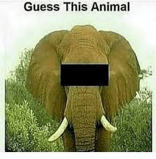 meow2you's tweet image. Can you guess what this animal is? Hint: They love peanuts and never forget where they&apos;ve parked their cars. Unlike me. 🤣🐘🤣🐘
#WorldElephantDay2025 

@ThePhilosopurr @GeneralCattis @HarryCatPurrs @LuminousNumino1 @TERRYW_UK @PeterRABBIT67 @briano29 @eliznoelle @EringoB02429272