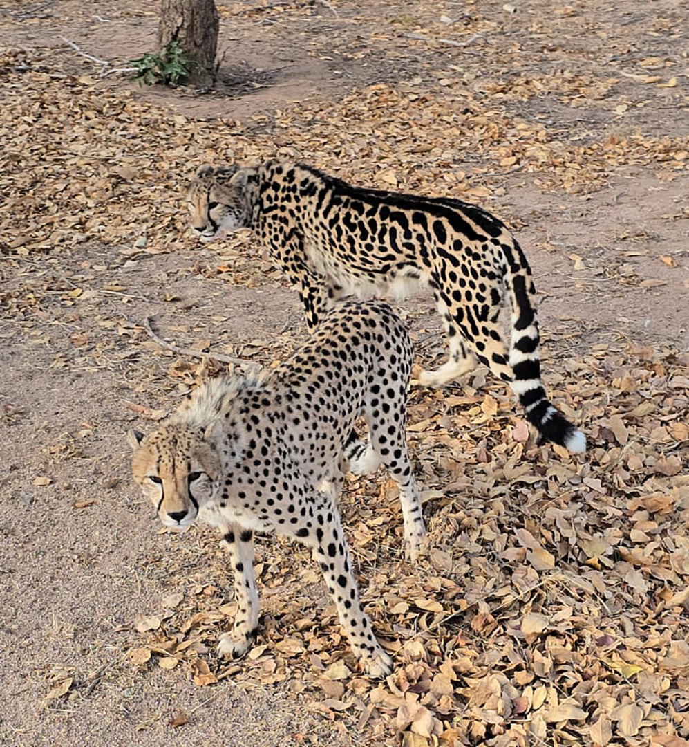 “Spot” the difference … The only difference between a regular cheetah and a King cheetah is a genetic mutation affecting their coat. A regular cheetah has smaller spots while the King cheetah has larger “blotches” and distinct stripes running down its back.