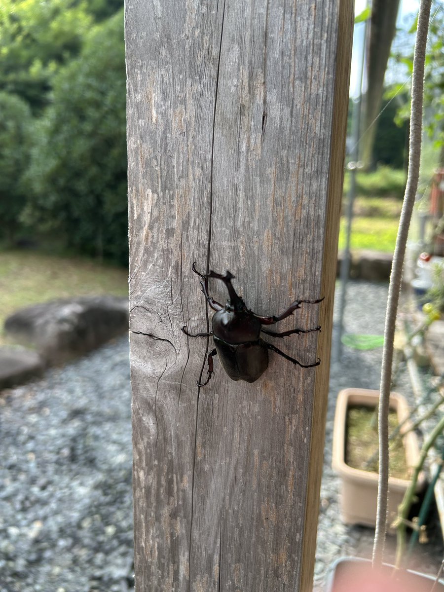 Web_sahaku's tweet photo. 田舎は家にカブトムシが飛んできます https://t.co/siSgjD9cnt