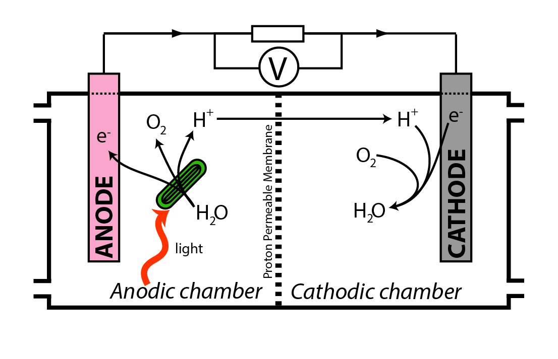 Encyclopedia_X's tweet photo. π± Nature-Powered Solar! Biological photovoltaics (BPV) harness living organisms to generate electricity from lightβa self-repairing alternative to silicon solar cells.
β‘ Could this be the future of green energy? https://t.co/kJk2SdcYRj
#RenewableEnergy #BioSolar #CleanTech https://t.co/kPT7Pn7ICp