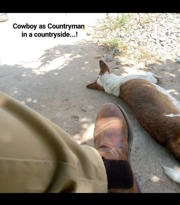mactonga's tweet photo. @DearS_o_n This dog made such a great company on Covid outbreak' https://t.co/FkwO7xaVqP