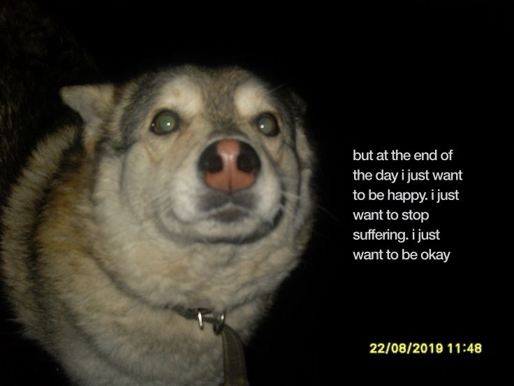 caninepoetry (@caninepoetry_) on Twitter photo 
