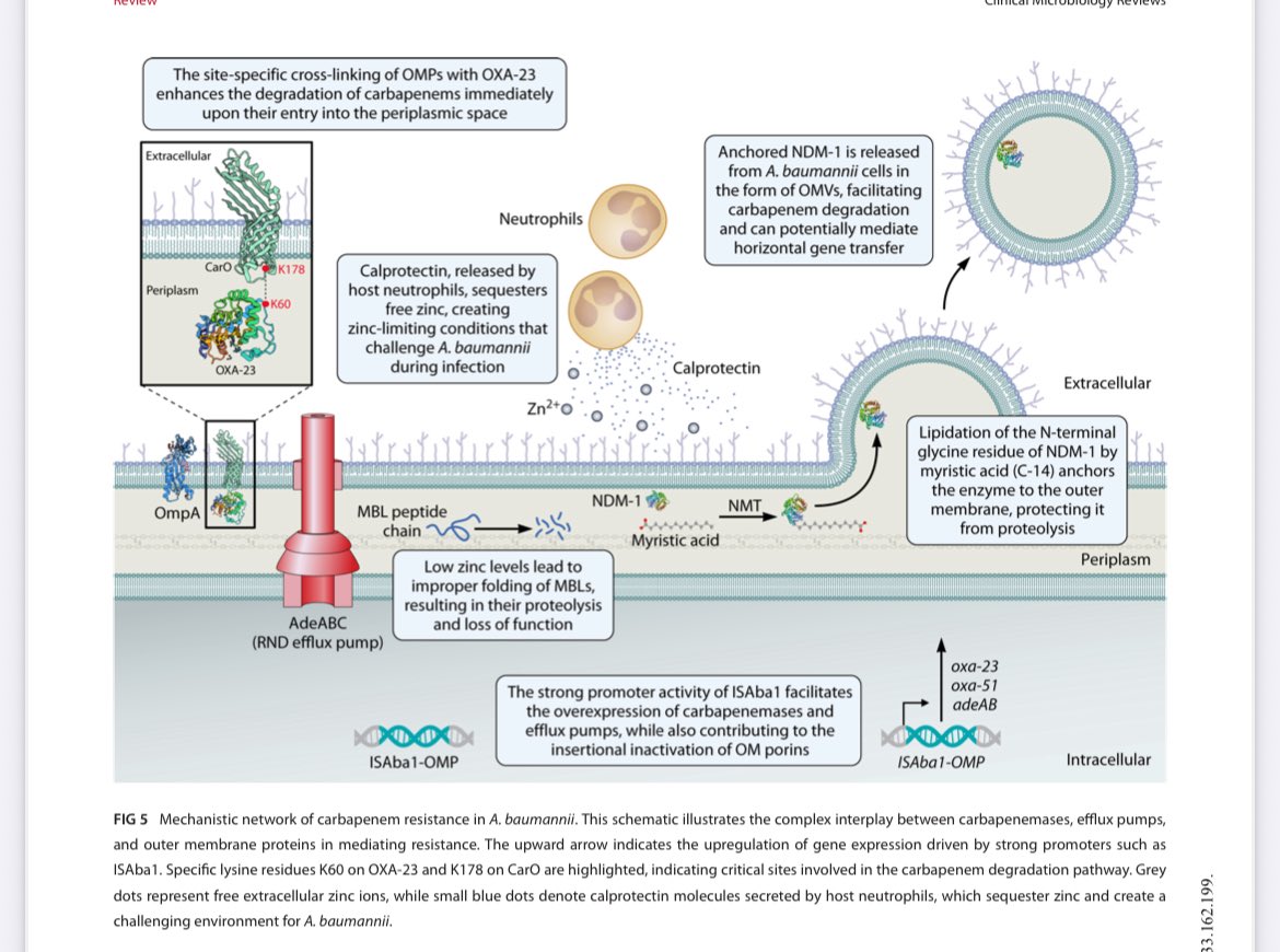 En #ClinMicrobiolRev REVISIÓN 📚🙇🏻‍♀️ #Acinetobacter #RESISTENTE 💊🛡️🧫
🌀Clinica y mortalidad 🫁🤒☠️
🌀Tratamientos actuales💉
🌀Mecanismos de resistencia⚙️🛡️
🌀Tratamientos futuros💊💉🔮
Muy completa e interesantísima! Guárdala por si la necesitas!💼
🔗 journals.asm.org/doi/10.1128/cm…