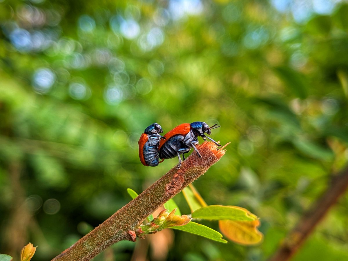 Siva_Bharani's tweet image. Hello friends 👋 

I am attaching photos shot on #Pixel9a
#GooglePixel9a

From now on. When I get time to document photos from a particular device. I will try to do it 😄 

Pixel 9a outputs are mostly subdued and won&apos;t be vibrant. Thereby I end up adding vibrance and structure…