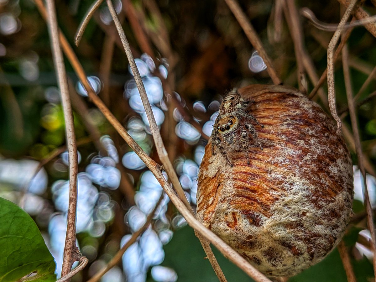 Siva_Bharani's tweet image. Hello friends 👋 

I am attaching photos shot on #Pixel9a
#GooglePixel9a

From now on. When I get time to document photos from a particular device. I will try to do it 😄 

Pixel 9a outputs are mostly subdued and won&apos;t be vibrant. Thereby I end up adding vibrance and structure…