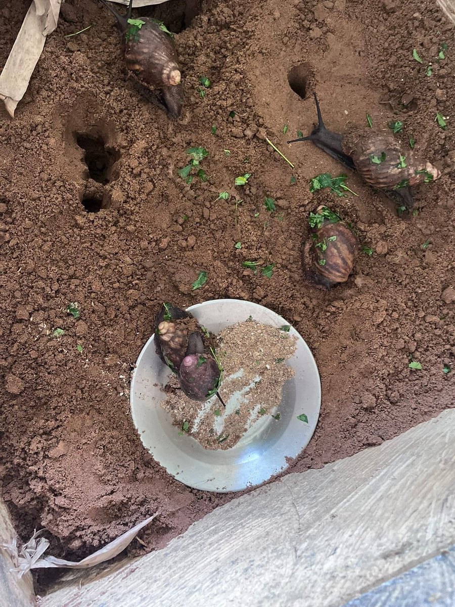 DohouJerome1's tweet image. #Former pour #préserver 

20 bénéficiaires formés à l’élevage d’escargots comme alternative durable à l’exploitation des ressources de la forêt de #Hlanzoun .
Un savoir-faire pour allier conservation &amp;amp; revenus locaux.

#Conservation #Biodiversité #EconomieVerte