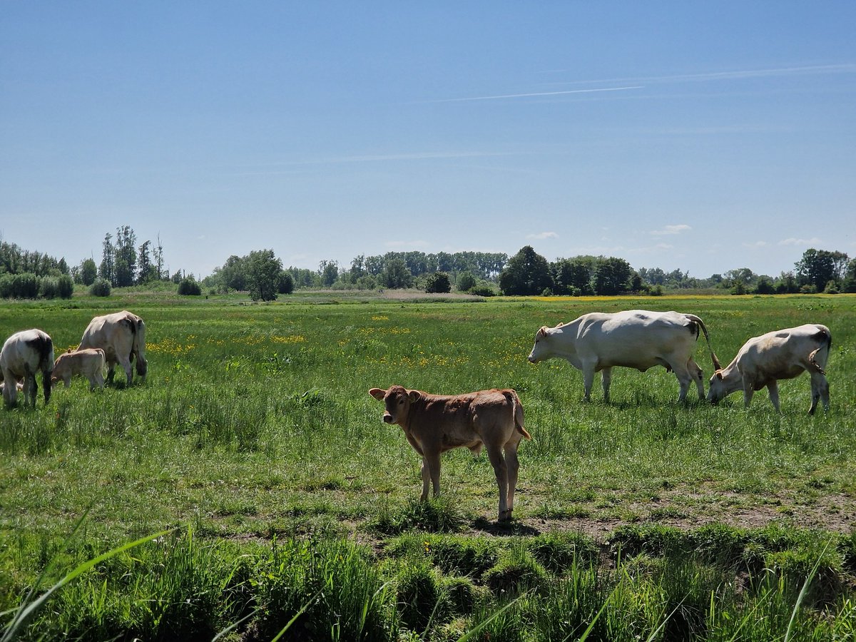 Goed dat de gemeente in beroep gaat tegen het besluit van het Rijk om de Hel- en Zuilespolder onder water te zetten. 

Wij willen dat deze prachtige Dordtse polder behouden blijft.