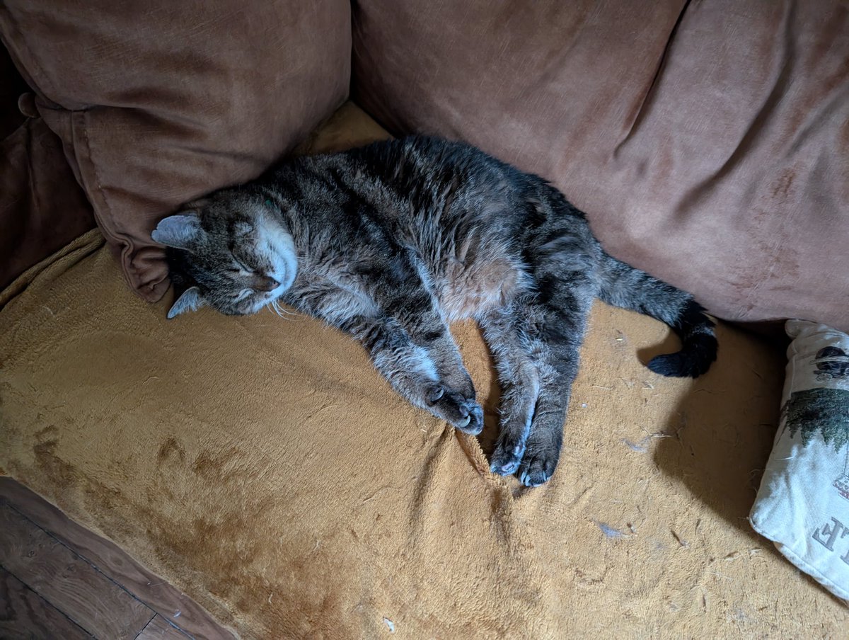kc_kt1's tweet photo. 🚨🚨🚨🚨🚨🚨 MON BÉBÉ CHAT À 21 ANS AUJOURD'HUI SOUHAITEZ LUI UN BON ANNIVERSAIRE OU CONSÉQUENCES 🔪🔪🚨🚨🚨🚨🚨🚨 https://t.co/ElWQj6LC5V