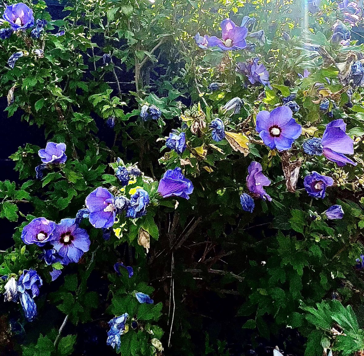 Pretty purple. 💜 #FlowersOnX