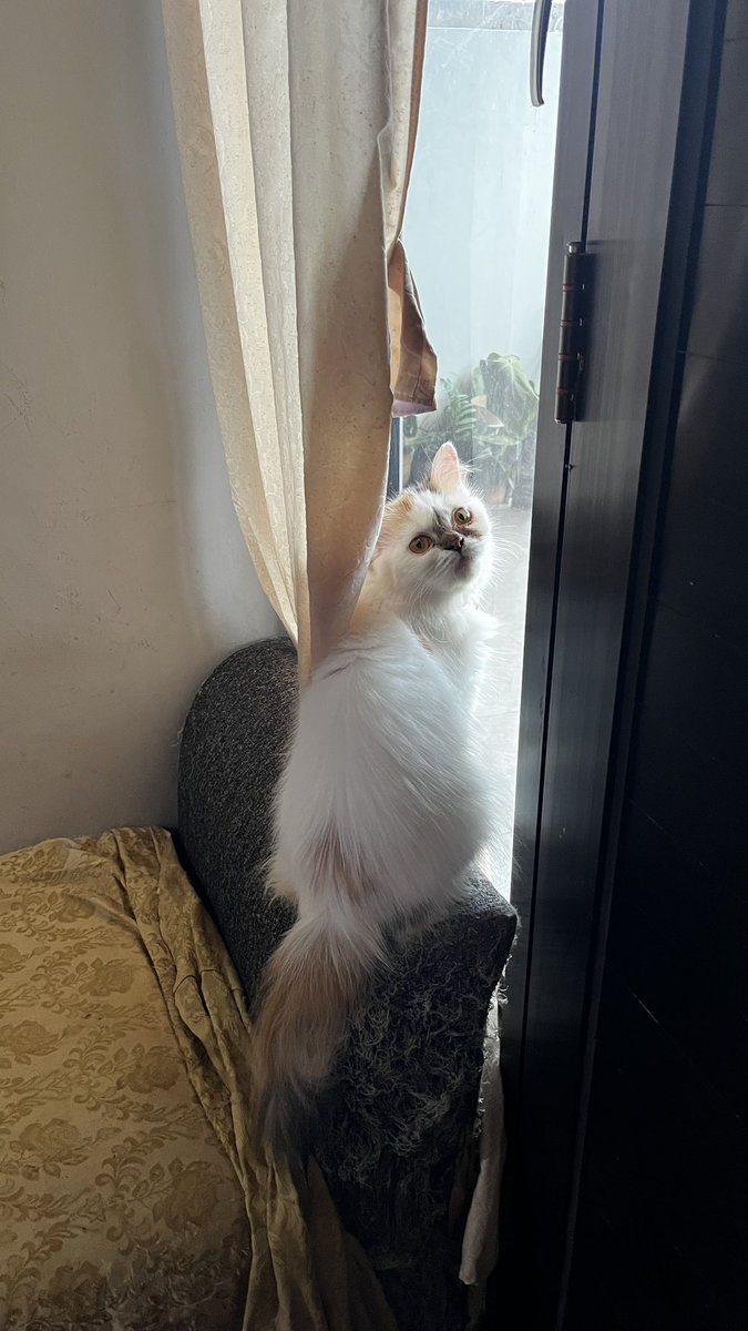 Centilnya ocil ngintip2 kawan luar🤣