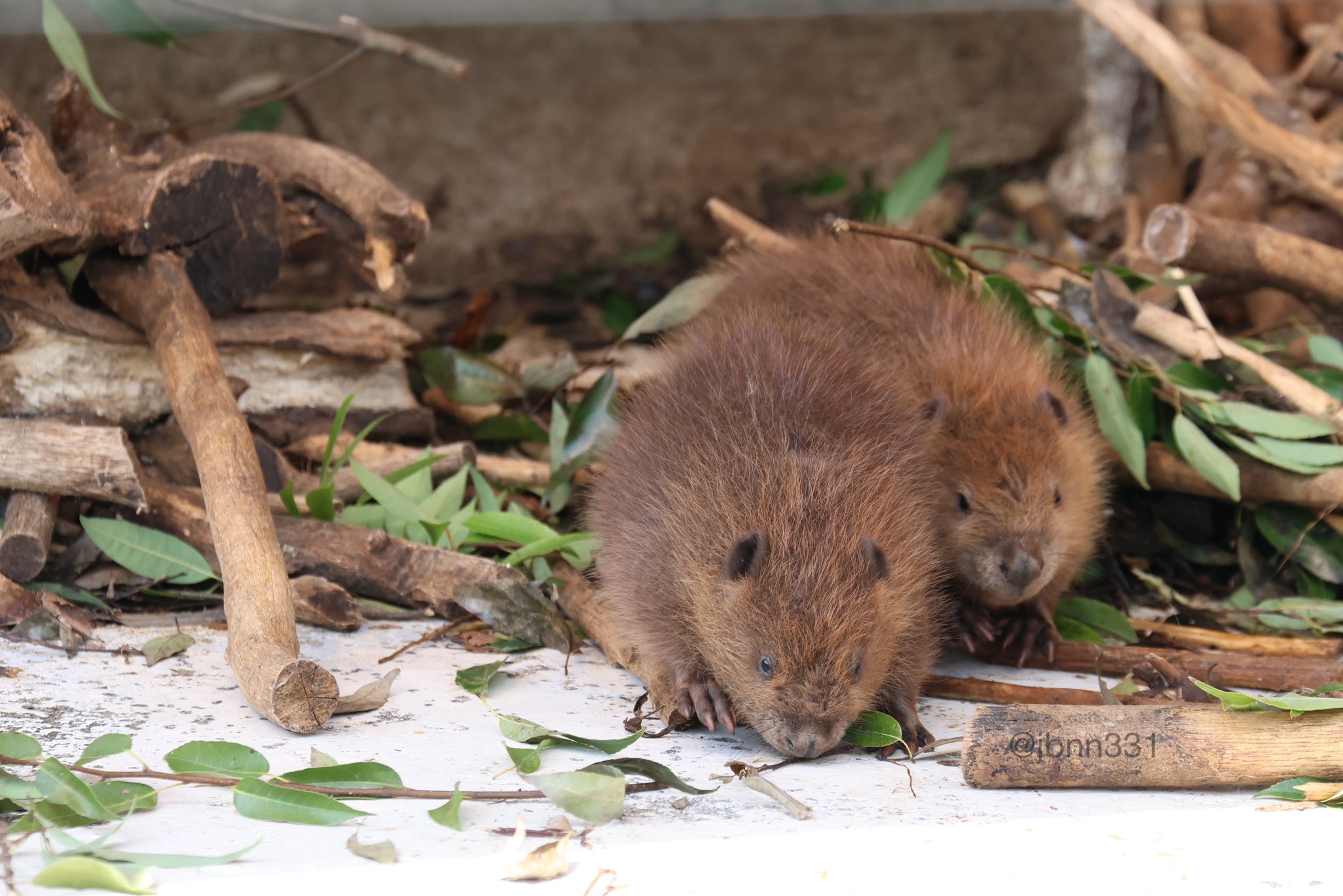 チバゆな ビブス 東武動物公園 動画アーカイブ｜ ハイブリッド・レジャーランド東武動物公園