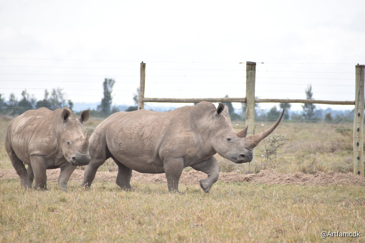 Artfamcdk's tweet photo. Someone asked me why I love rhinos so much, why my life only seems to revolve around them. I paused for a moment and then asked them back, “What kind of world would it be without rhinos?”
#conservationislife https://t.co/Af2ouzyMmi