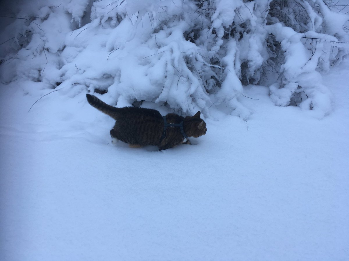 It has been so hot recently both in Finland and many other #Hedgewatch areas that this #ThrowbackThursday shows Alma enjoying cooler times. 🌈🇫🇮😺