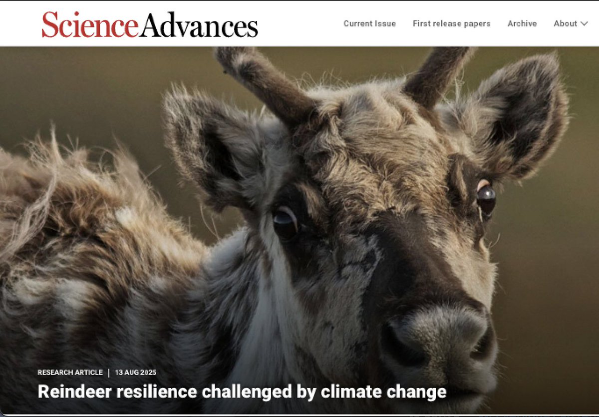 Damien Fordham (@damienfordham) on Twitter photo Our new research on reindeer and caribou resilience to #climate change featured in <a href="/ScienceAdvances/">Science Advances</a> shows that Arctic populations could decline by 80 % by 2100. Good reason for increasing investment in their management and #conservation
Paper 👉 science.org/doi/10.1126/sc… Our new research on reindeer and caribou resilience to #climate change featured in <a href="/ScienceAdvances/">Science Advances</a> shows that Arctic populations could decline by 80 % by 2100. Good reason for increasing investment in their management and #conservation
Paper 👉 science.org/doi/10.1126/sc…