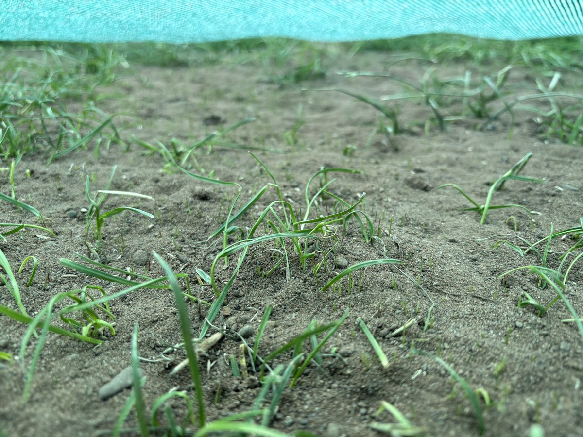 PaulJ5168's tweet photo. So β¦β¦..
7 days after renovation of football pitches @JohnSpenceCHS for @NSJAFCdev β¦..
1 plot @QualitySeed blade4turf tetraploid
1 plot @BarenbrugUK multisport β¦..
Signs of life under both sheets https://t.co/v9UPzYPMWX
