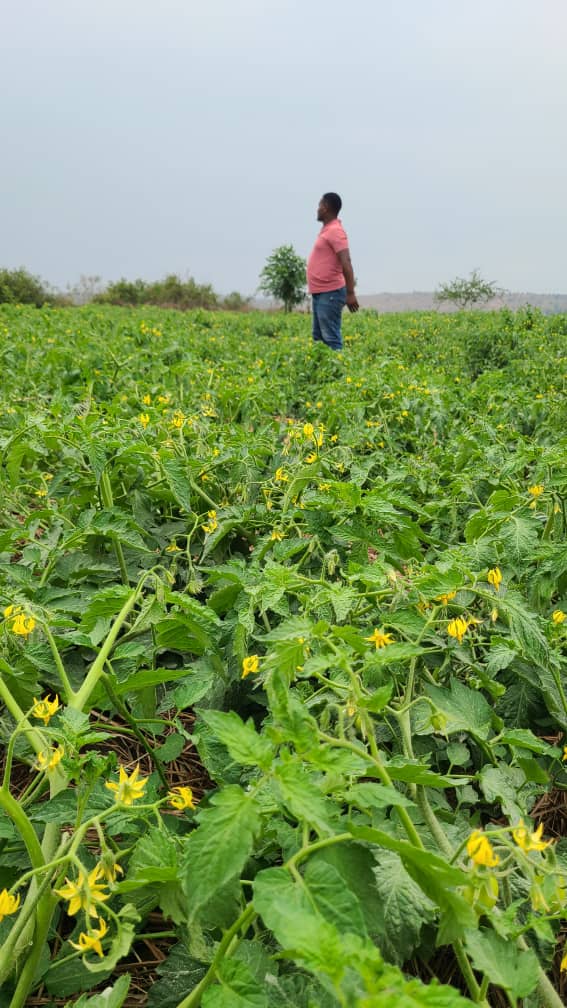 Sprinktech (@sprinktech) on Twitter photo SEASONLESS BIG HARVESTS
One of the proud farmers; Twesigye Kenneth and all Kakyeera Farmers, enjoyed successful harvests achieved during the dry season.
They do not regret their choice of acquiring an irrigation system.
Do you want to be like them?
Reach out to <a href="/sprinktech/">Sprinktech</a> SEASONLESS BIG HARVESTS
One of the proud farmers; Twesigye Kenneth and all Kakyeera Farmers, enjoyed successful harvests achieved during the dry season.
They do not regret their choice of acquiring an irrigation system.
Do you want to be like them?
Reach out to <a href="/sprinktech/">Sprinktech</a>