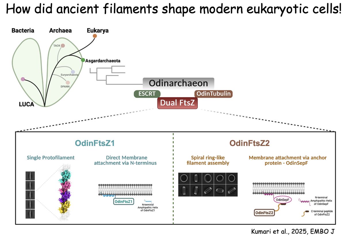 Saravanan Palani (@syncellbiolab) on Twitter photo From ancient microbes to animals, plants & fungi — life’s leap to complexity may have begun with tiny protein filaments! 🧬 Our new @EMBOJournal study shows Asgard archaea may hold clues to the cytoskeleton’s origins. Read our summary👇 #OriginsOfLife #CellBiology <a href="/iiscbangalore/">IISc Bangalore</a> From ancient microbes to animals, plants & fungi — life’s leap to complexity may have begun with tiny protein filaments! 🧬 Our new @EMBOJournal study shows Asgard archaea may hold clues to the cytoskeleton’s origins. Read our summary👇 #OriginsOfLife #CellBiology <a href="/iiscbangalore/">IISc Bangalore</a>