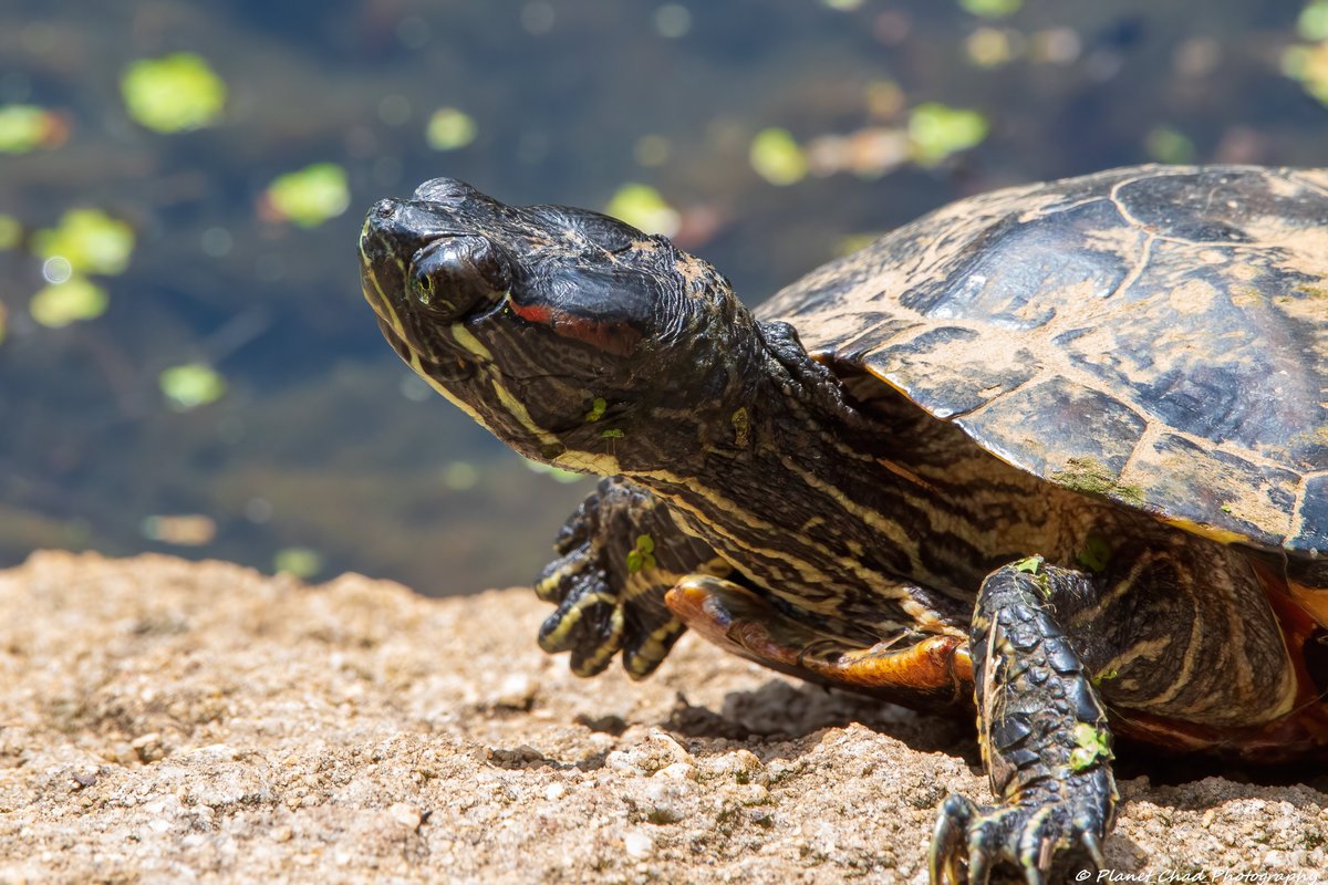 Planet_Chad's tweet photo. Wise old Red-eared Slider soaking in the sun.
#TurtleThursday
#naturephotography #wildlife #turtles https://t.co/bCgHl38U0o