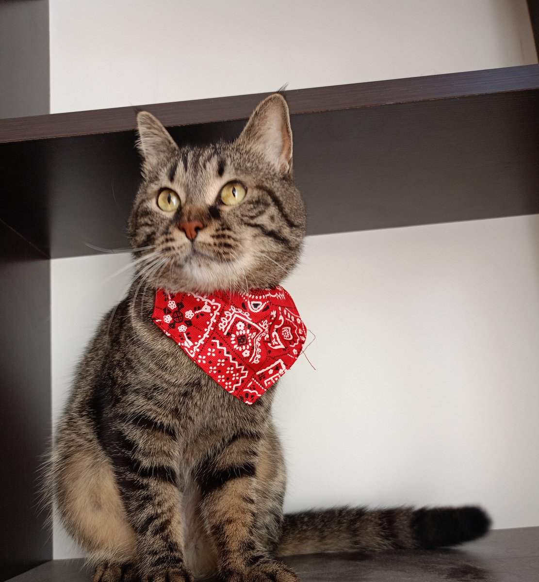 Yüzümü nasıl kapatacam bununla?