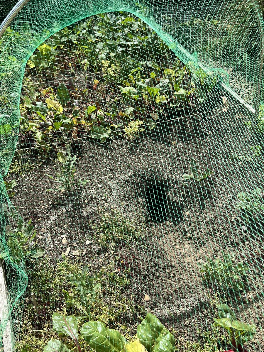 BrettQuays's tweet photo. @LoveGrowingVeg Raised bed, netting … Rabbit! https://t.co/sK2Tz2LyBC