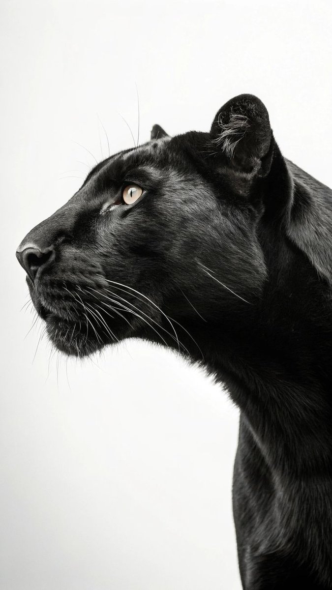 REX (@rexchillect) on Twitter photo 