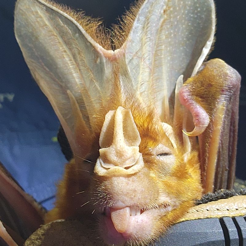 Nicola Hanrahan (@nicci_hanrahan) on Twitter photo 🦇 Last chance! The ghost bat is in the running for Australia’s most underrated native animal — but needs your vote!
Sweetest play-dead face? One eye open, ready to fly as soon as the glove opens.
Winner announced tomorrow, vote now! abc.net.au/news/science/2… 🦇 Last chance! The ghost bat is in the running for Australia’s most underrated native animal — but needs your vote!
Sweetest play-dead face? One eye open, ready to fly as soon as the glove opens.
Winner announced tomorrow, vote now! abc.net.au/news/science/2…