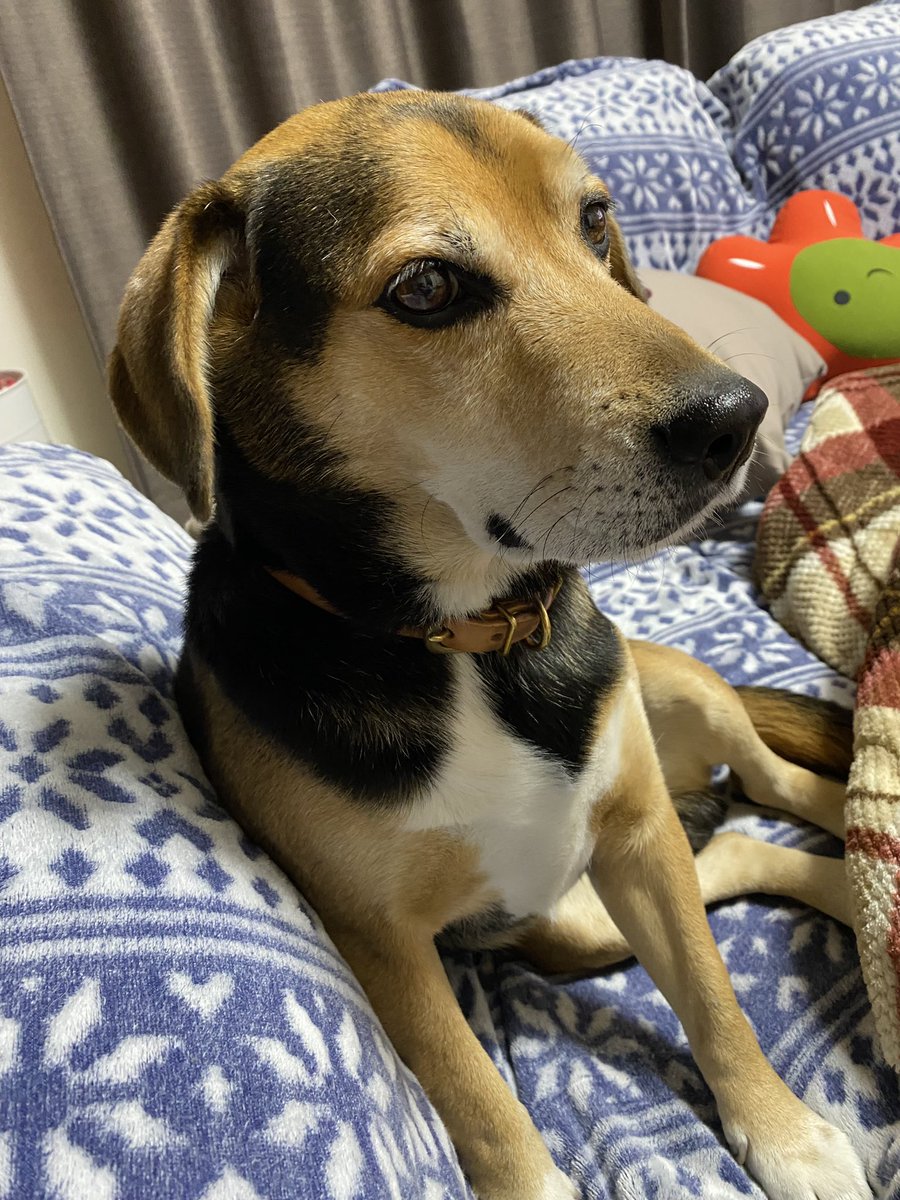 lpc6h's tweet photo. 犬探してます

西郷村小田倉字伝四郎で16時頃から迷子です。
首輪に電話番号が書いてあります
名前 コロ https://t.co/VbkMo4oLZU