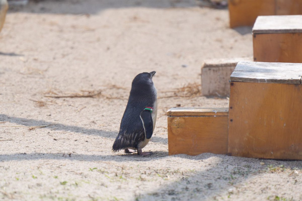 たそがれる後ろ姿が好き

#葛西臨海水族園