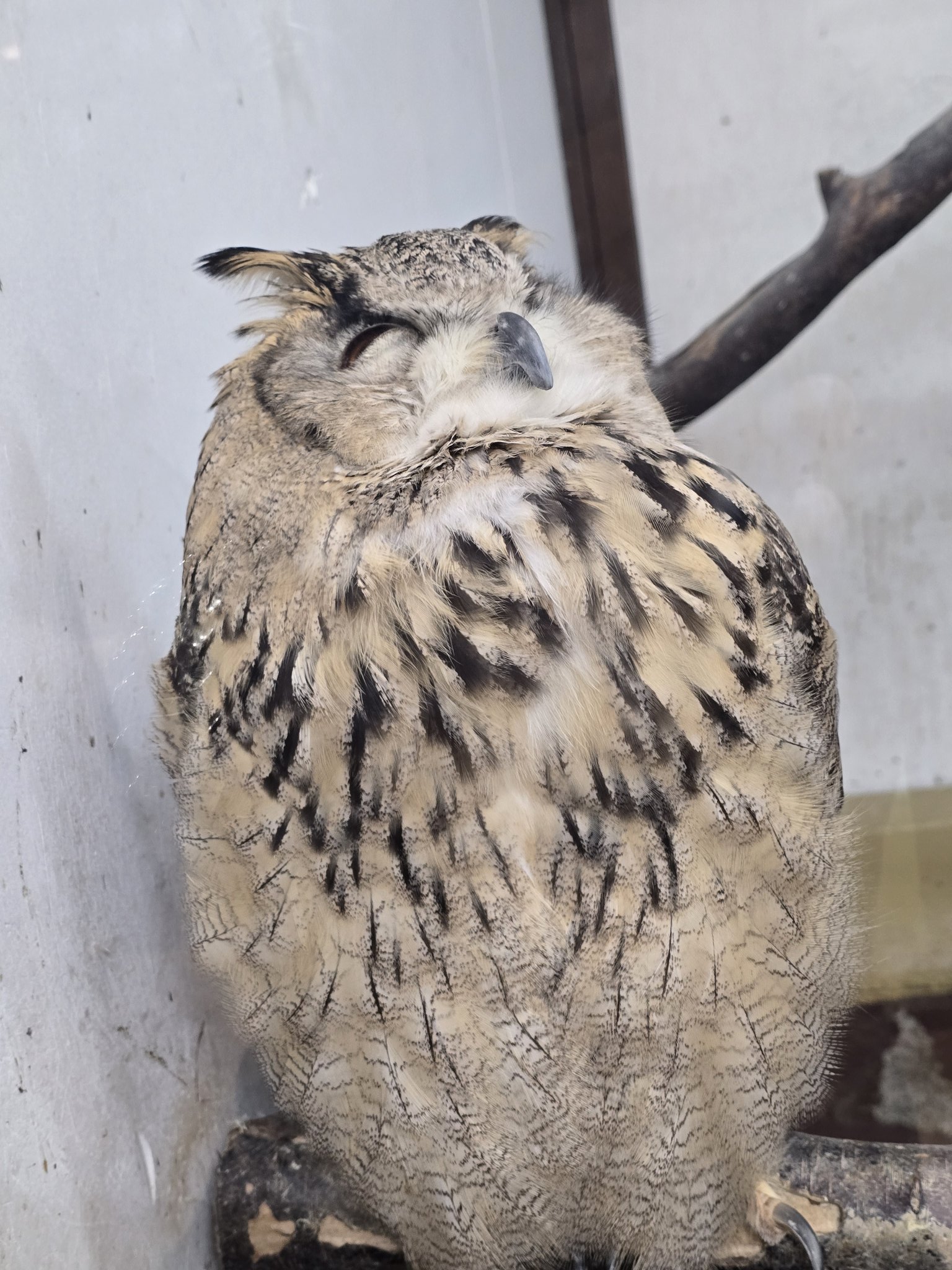 フクロウ様(*ˊᵕˋ*) シバ on X: 