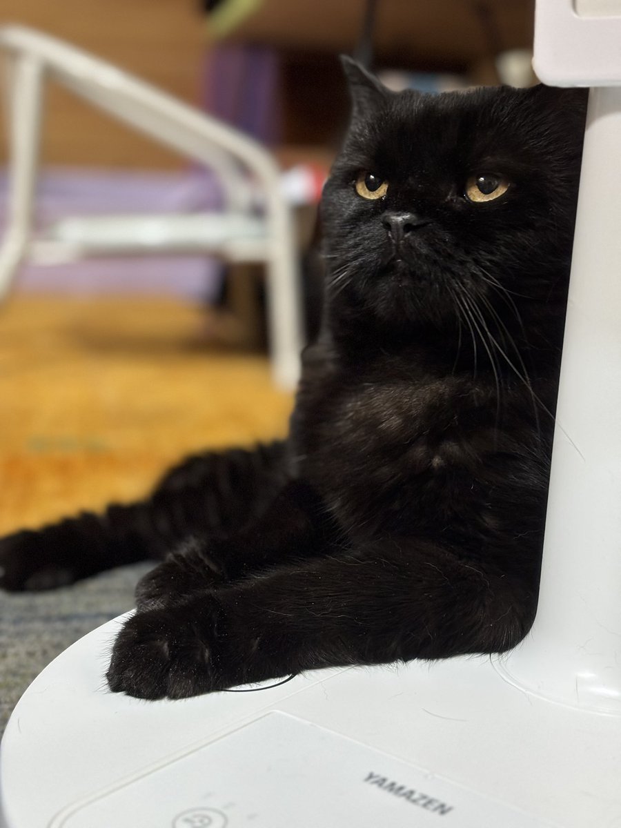 黒ねこちゃん 黒猫つくねちゃん太しっぽ on X: 