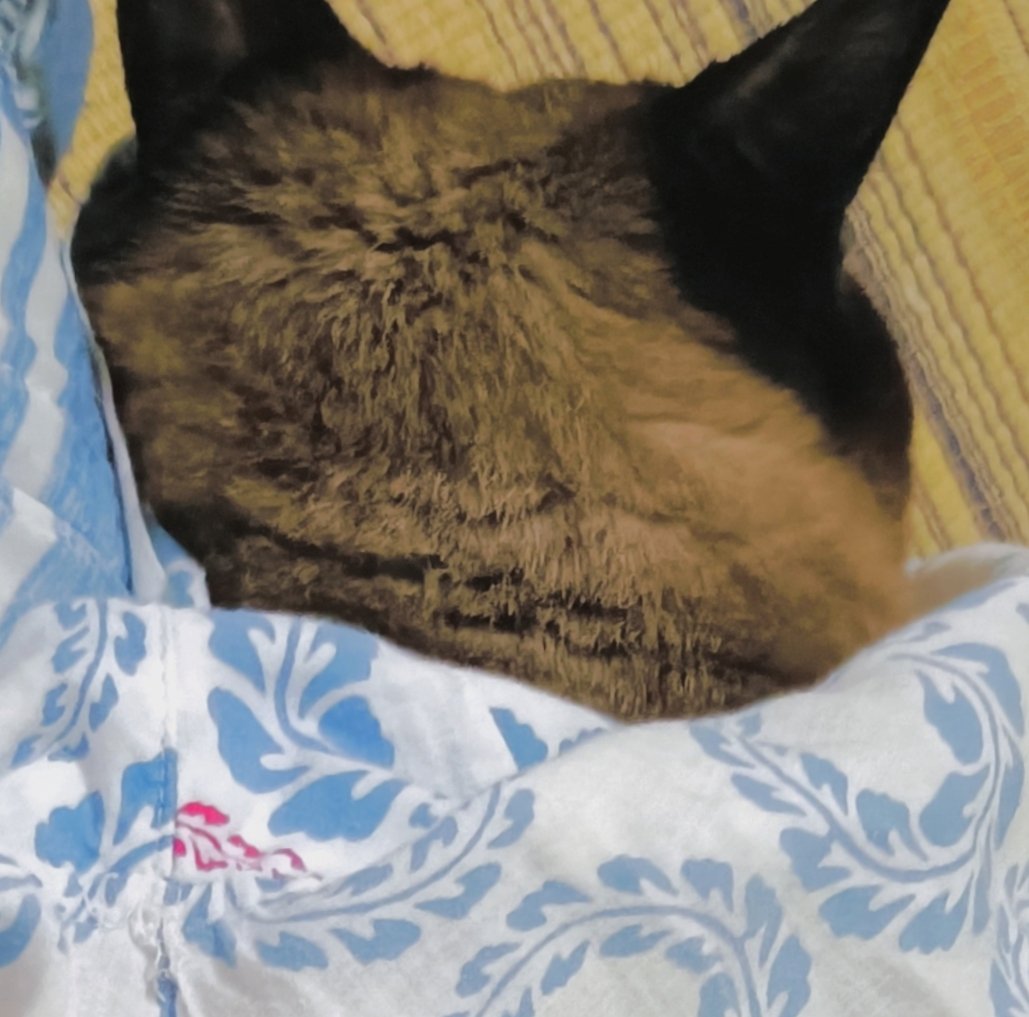 suubowchan's tweet photo. 福島県立博物館に猫そっくりの土器(じょもにゃん)が展示されてるんだけど、こうして並べたら、まるくてもちもちしたフォルムが本当そっくりですよね。

猫をモデルに作られたのかは分らないらしいけど、猫好きな縄文人がいて、猫を愛でて笑ってたのかなと想像したら胸があったかくなります。 https://t.co/jE1FcQsIVX