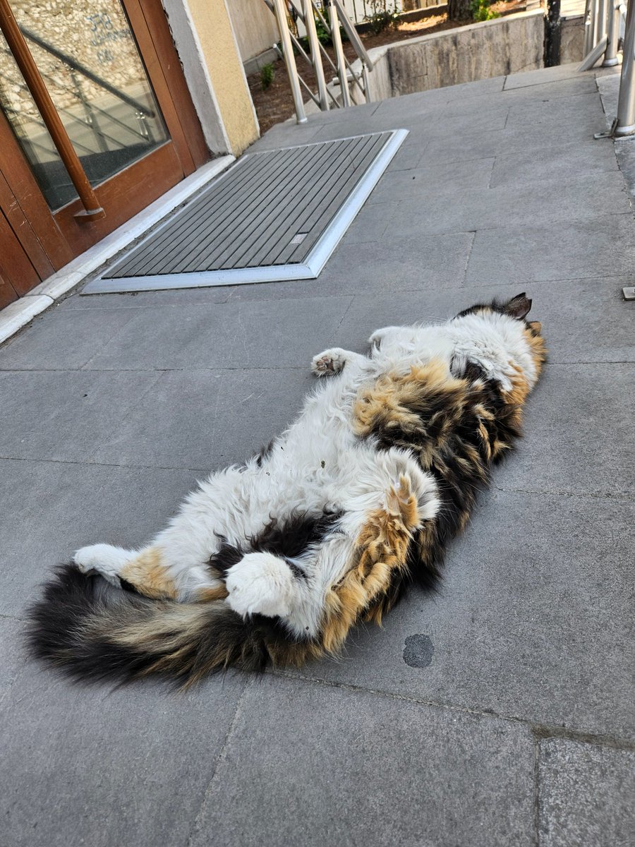 ___fati_'s tweet photo. Bu havada en iyi yatış pozisyonu: https://t.co/PYAs0jK74W