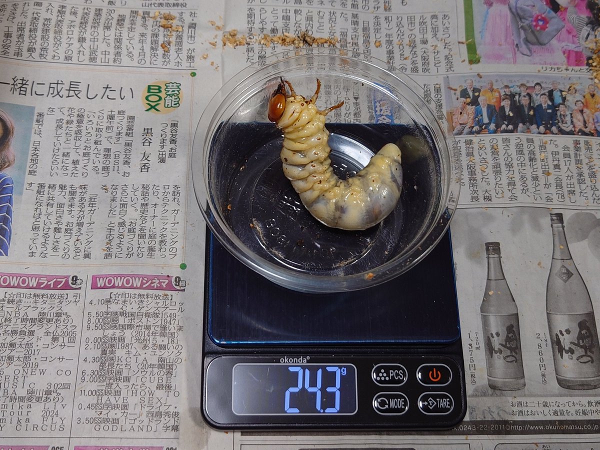 takarasushi's tweet photo. #セアカフタマタクワガタ
昨夜の菌糸ビン交換。多分♂
８ヶ月ちょっとでこのサイズ感。
順調なのかな？さらなるサイズアップに期待！
#幼虫
#菌糸ビン
#Gpot
#Fortech https://t.co/aEfKTRTQIN