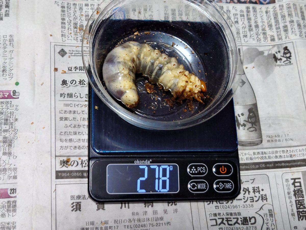 takarasushi's tweet photo. #セアカフタマタクワガタ
昨夜の菌糸ビン交換。多分♂
８ヶ月ちょっとでこのサイズ感。
順調なのかな？さらなるサイズアップに期待！
#幼虫
#菌糸ビン
#Gpot
#Fortech https://t.co/aEfKTRTQIN