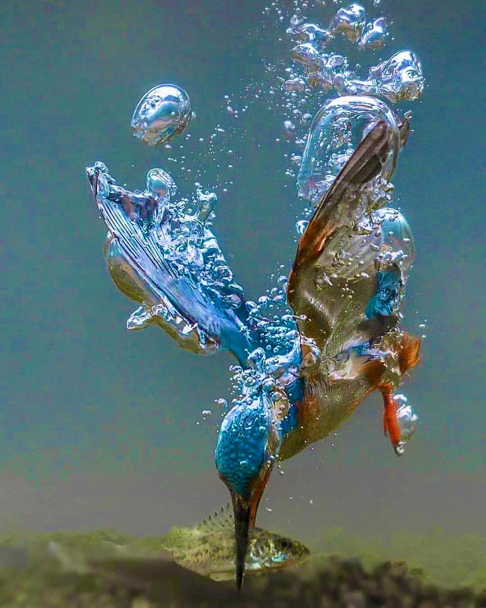🫧🩵💙🫧

🌊Drops of Life🌊

Kingfisher 🫧 Photo by : tariqlabrijn🫧

                           _____🩵🫧🫧💙_____