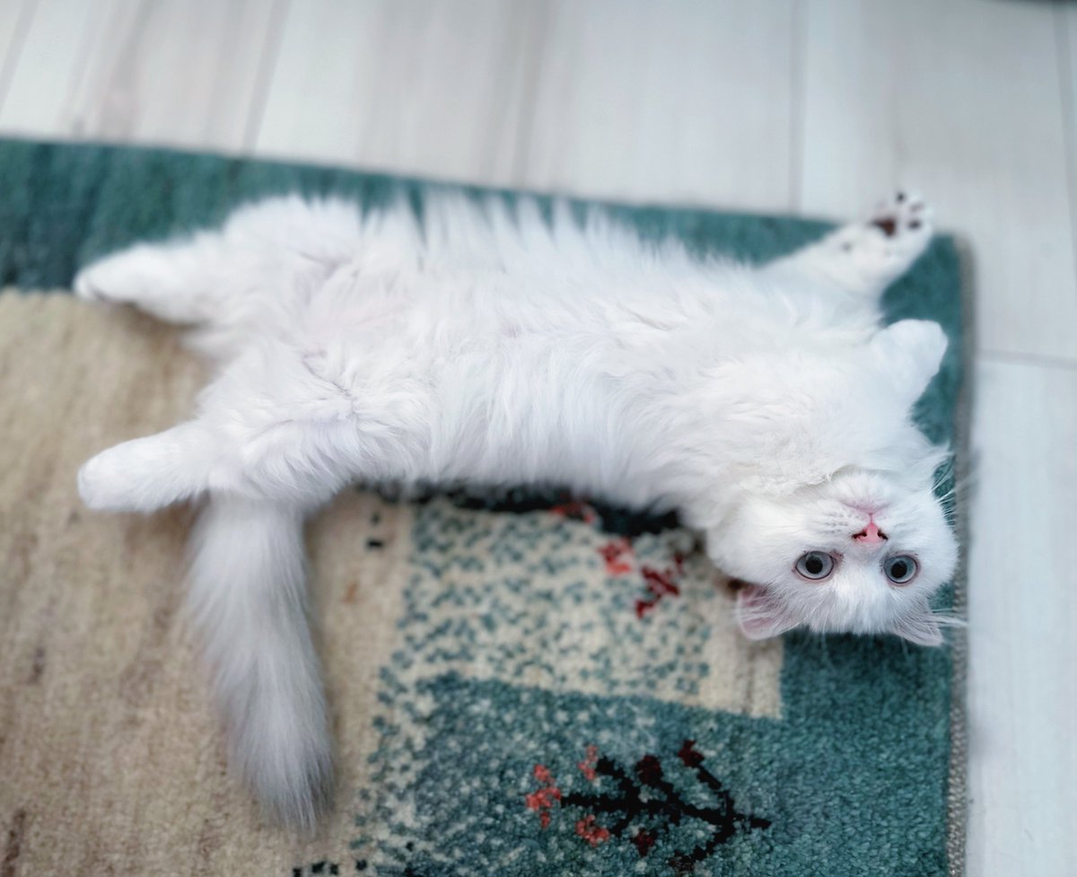 子猫が床に落ちてる🪻

#ルピナ #マンチカン #猫のいる暮らし