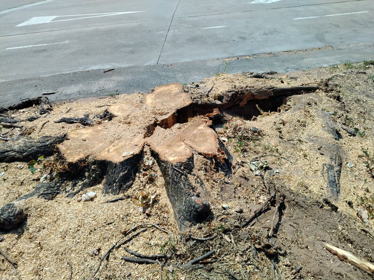 annasp74's tweet photo. Em sembla bé que recomaneu estar a l'ombra si estem al carrer, però....cada vegada hi ha menys arbres i més asfalt, ho podeu explicar? https://t.co/X21X6i1nA9