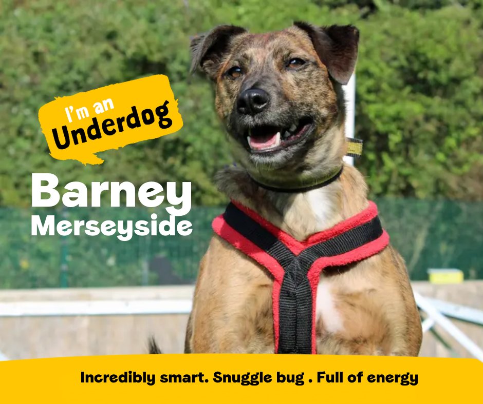Dogs Trust 💛🐶 (@dogstrust) on Twitter photo Meet the adorable Barney! This lively 9 year old is bursting with energy and is more than ready to find his forever family! He is hoping to continue his training as well as keeping up his title of being the no.1 best snuggle-er💛
<a href="/DT_Merseyside/">Dogs Trust Merseyside</a>📍 bit.ly/3Un5Ltp Meet the adorable Barney! This lively 9 year old is bursting with energy and is more than ready to find his forever family! He is hoping to continue his training as well as keeping up his title of being the no.1 best snuggle-er💛
<a href="/DT_Merseyside/">Dogs Trust Merseyside</a>📍 bit.ly/3Un5Ltp