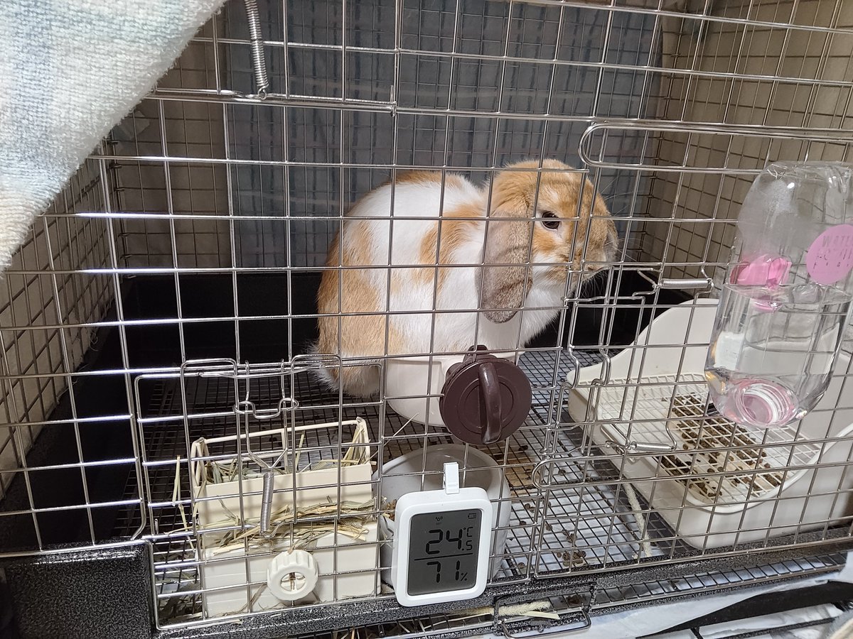 04Griffon's tweet photo. 新種の鳥を発見！ https://t.co/dhfQp8vyLs