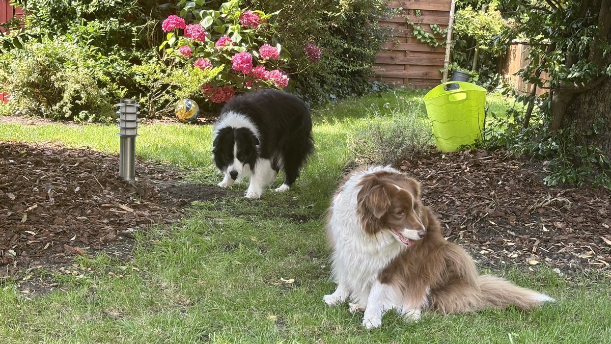 aperolandsoda's tweet image. Wyszliśmy dosłownie na chwilę na ogród, ale nie ma czym oddychać, nawet w cieniu. 
Nie narzekam, bo wreszcie przyszło latko, ale dla psiaków to niekoniecznie super pogoda 🤷‍♀️🥵
Spokojnego popołudnia dla Was i nawadniajcie się 🫶🏻
#gorąco