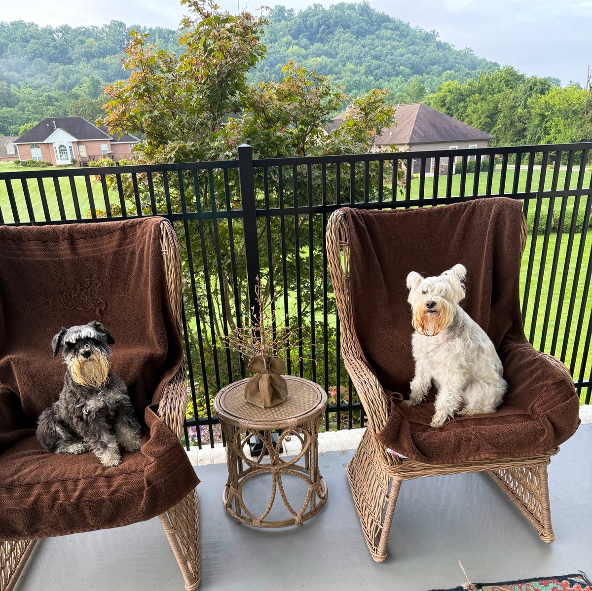 UKWildcatgal's tweet image. Good morning from the Nester girls ☀️! #SchnauzerGang